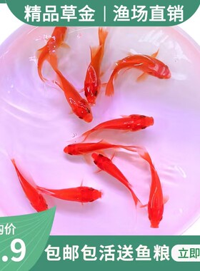 红草金鱼活鱼小锦鲤小红鱼淡水冷水观赏鱼苗热带鱼活食龙鱼饲料鱼