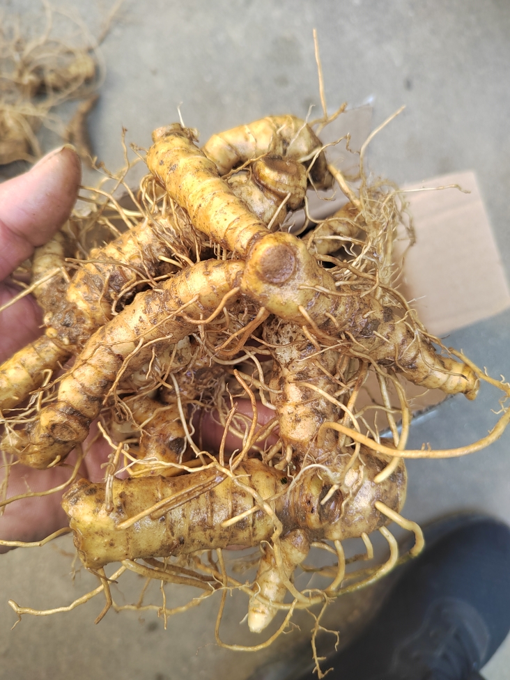 大别山玉竹条金寨玉竹鲜货特色绿植