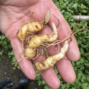 大别山多花黄精倒苗黄精芽头姜形黄精姜形苗新鲜盆栽苗盆景苗绿植