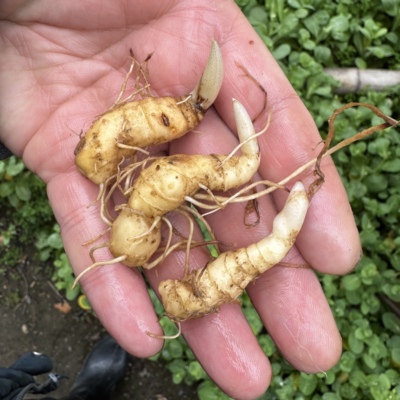 大别山多花黄精倒苗黄精芽头姜形黄精姜形苗新鲜盆栽苗盆景苗绿植