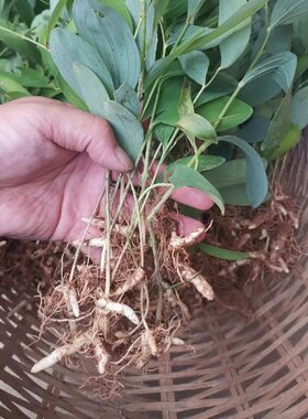 安徽大别山玉竹块茎玉竹根茎玉竹倒苗盆栽盆景绿植苗