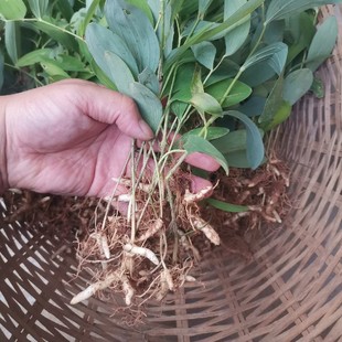 安徽大别山玉竹苗玉竹根茎玉竹倒苗盆栽盆景绿植苗