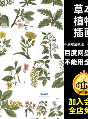 花朵植物插画透明植物插画素材彩绘复古图片绿色PNG卷插图手绘