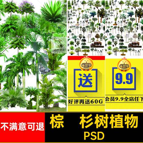 棕榈杉树植物PSD景观设计木森林源文件热带雨林素材分层园林树