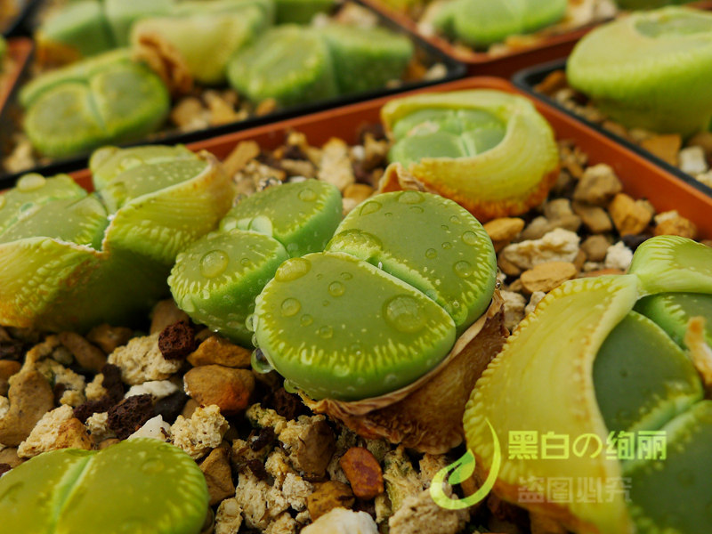 C48A绿光阳玉Bellaketty 自产生石花种子种荚 黑白绚丽