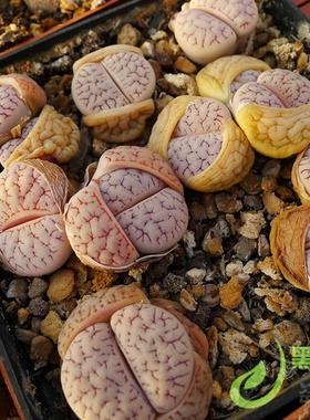 C373EX红纹加强版 自培新种F2代 自产生石花种子 黑白绚丽