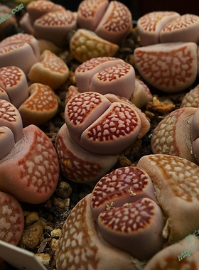 F109R红寿丽玉Red Julii 岛田母本 自产生石花种子种荚 黑白绚丽