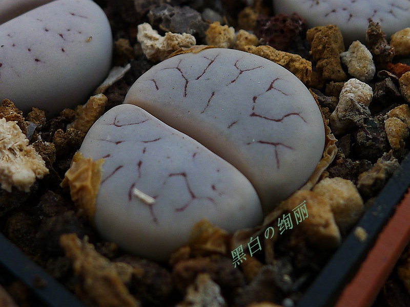 荒玉产生石花种子黑白绚丽