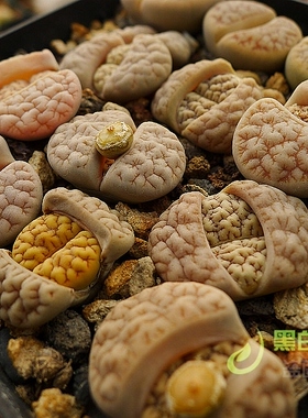 C189脑纹荒玉小花苇胧玉 自产生石花种子  黑白绚丽