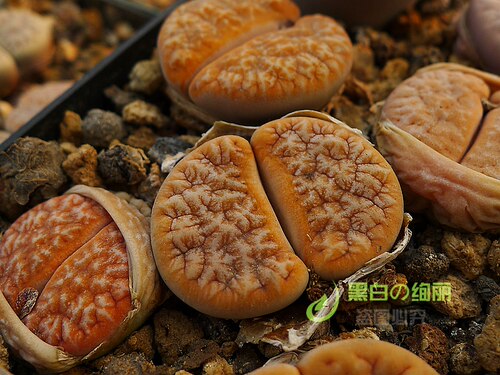 c309a咖啡自产黑白绚丽生石花
