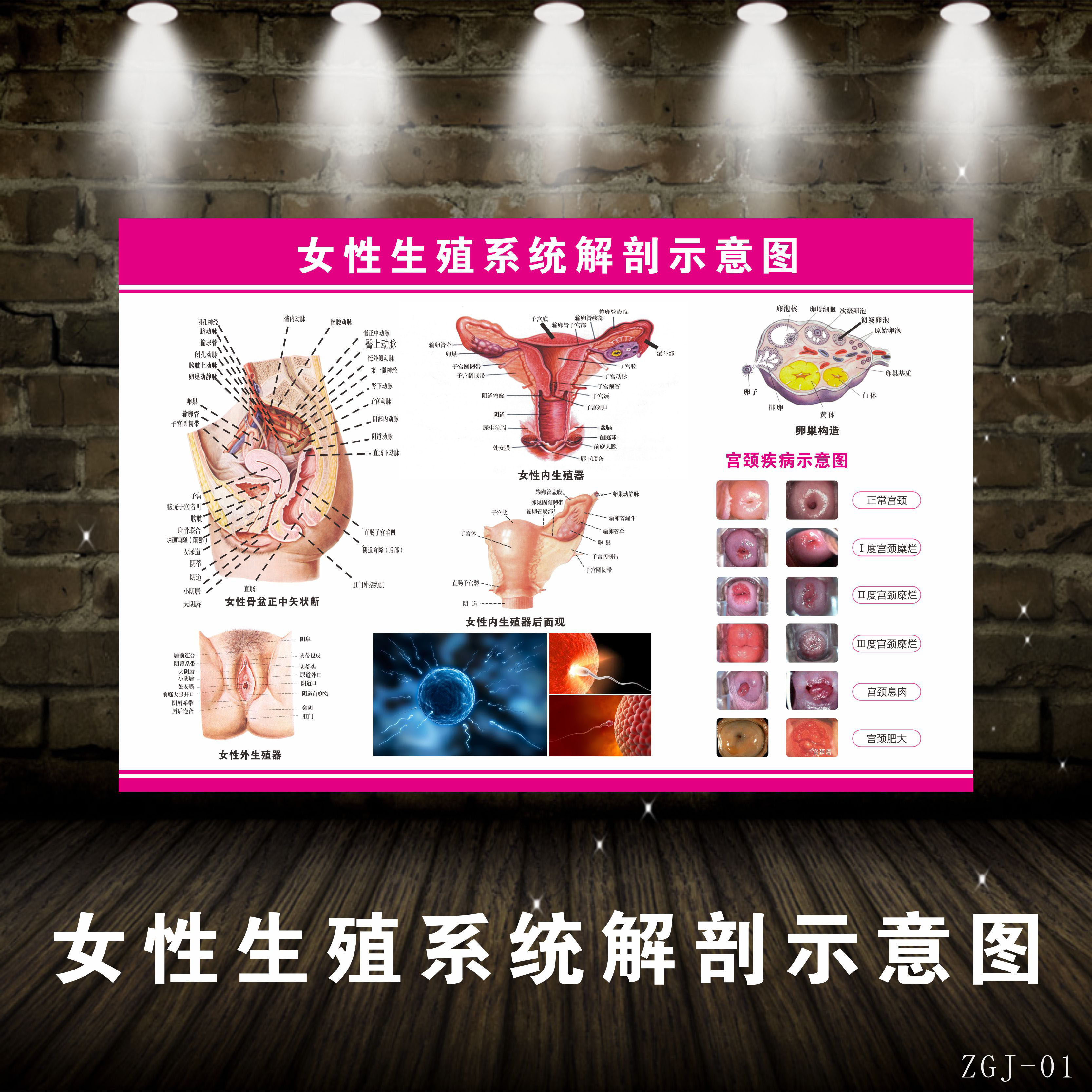 女性乳房子宫乳房生殖系统示意图软装墙贴