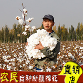 新疆棉花原始生正宗一级优质带棉籽天然长绒棉花朵散装 填充未加工