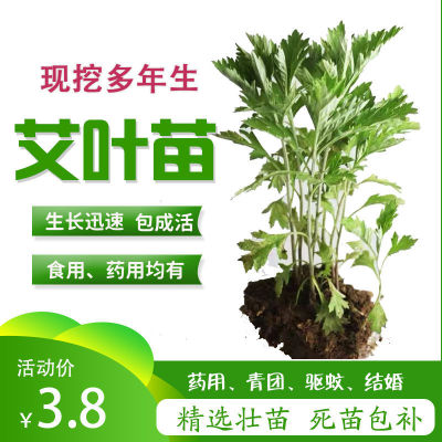 药用艾草苗大叶艾草根苗食用艾草多年生驱蚊四季种植端午蕲艾