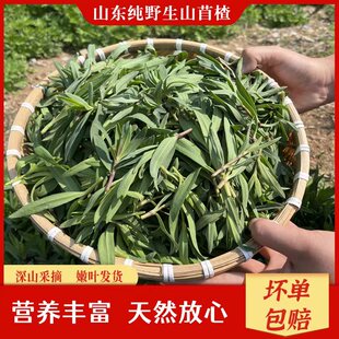 2026新鲜山苜楂山东山麻楂菜蚂蚱菜山野菜野生包子馅