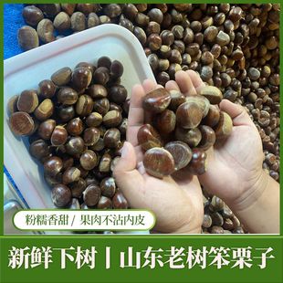 2025山东五莲山老树板栗新鲜现摘生栗子带壳野生板栗毛栗子油栗子