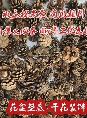 天然瑕疵松果松塔花盆垫底透气有机植料土壤野外篝火材料diy手工