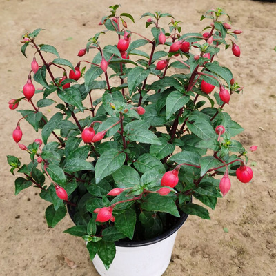 重瓣倒挂金钟花苗盆栽灯笼吊兰吊钟海棠灯笼海棠当年开花阳台庭院