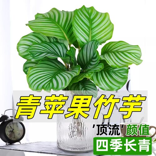 苹果竹芋盆栽水培植物四季常青室内阳台好养办公桌面绿植净化空气