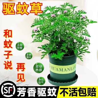 驱蚊草盆栽绿植室内客厅阳台花卉净化空气好养驱蚊植物香叶天竺葵