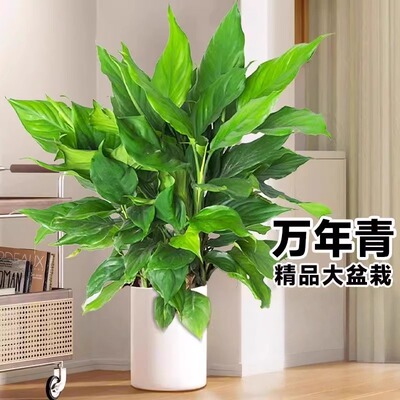万年青盆栽室内客厅大绿植办公室落地植物可水培好养四季常青花卉