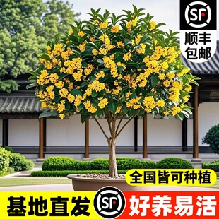 桂花树苗四季桂庭院大型花卉原生高杆天香台阁沉香桂室内盆栽绿植