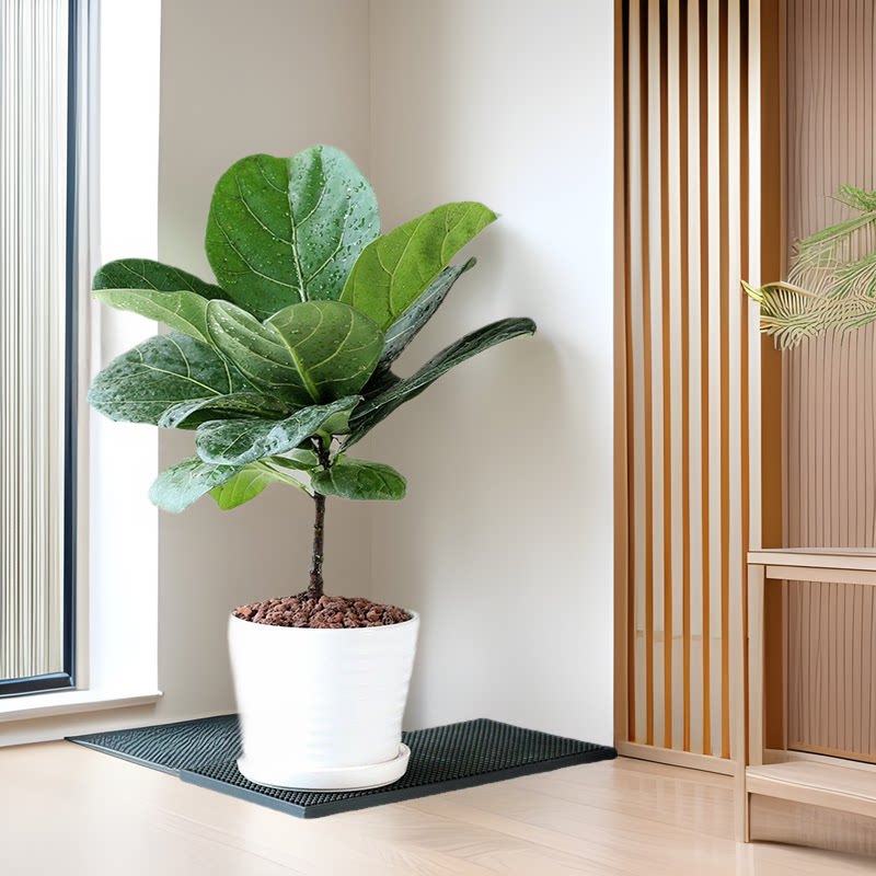 琴叶榕盆栽室内大叶植物客厅办公桌面绿植