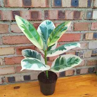 花叶橡皮树彩叶花金刚盆栽室内阳台办公室喜阳吸某醛观叶绿植花卉