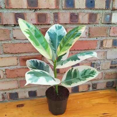 花叶橡皮树金刚盆栽喜阳室内