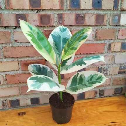花叶橡皮树彩叶花金刚盆栽室内阳台办公室喜阳吸某醛观叶绿植花卉