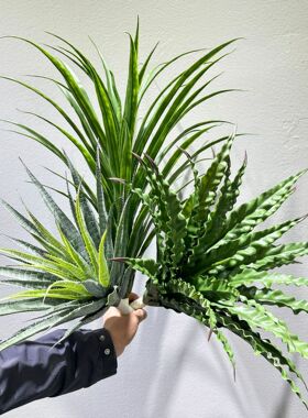 仿真绿植鸟巢蕨龙血树剑麻龙舌兰马尾铁针葵铁树家居橱窗装饰植物