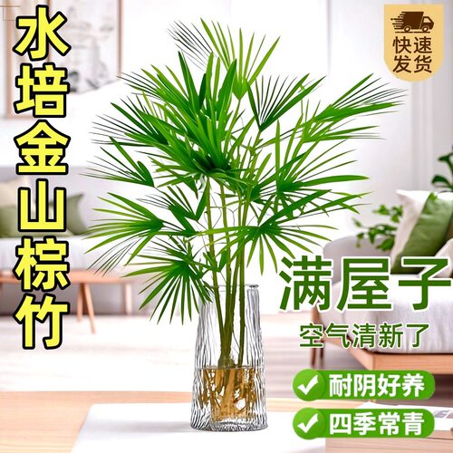 金山棕竹盆栽水培绿植物小叶米竹室内客厅大型招财旺宅富贵竹水竹