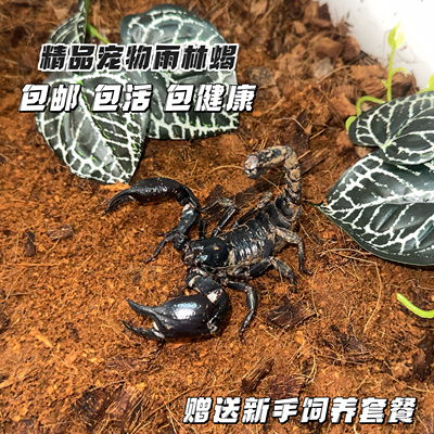 亚洲雨林蝎林神超大宠物蝎子无毒