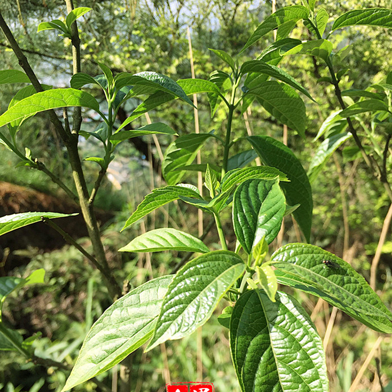 象空心菜的野菜图片