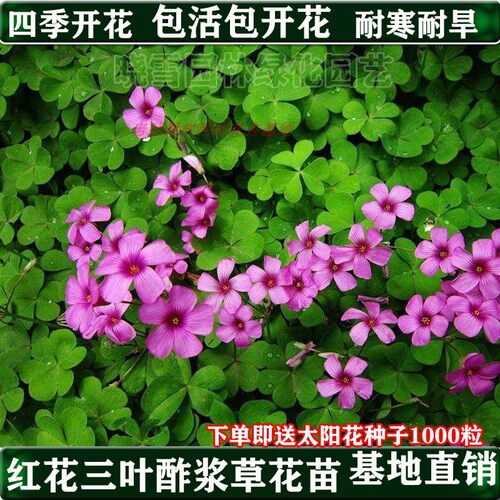酢浆草花苗四季常绿耐寒多年生