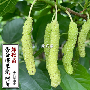 桑之语香金葚黄金椹树苗白长果桑黄金桑苗桑葚树苗果桑四季果苗桑