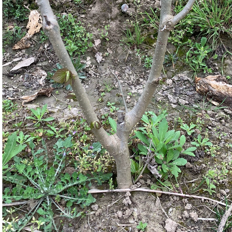 无籽大十果桑 3年苗  果桑苗大苗 桑葚桑葚树苗 当年结果