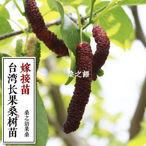 台湾长果桑苗 紫金蜜桑 桑葚苗 采摘园水果种苗批
