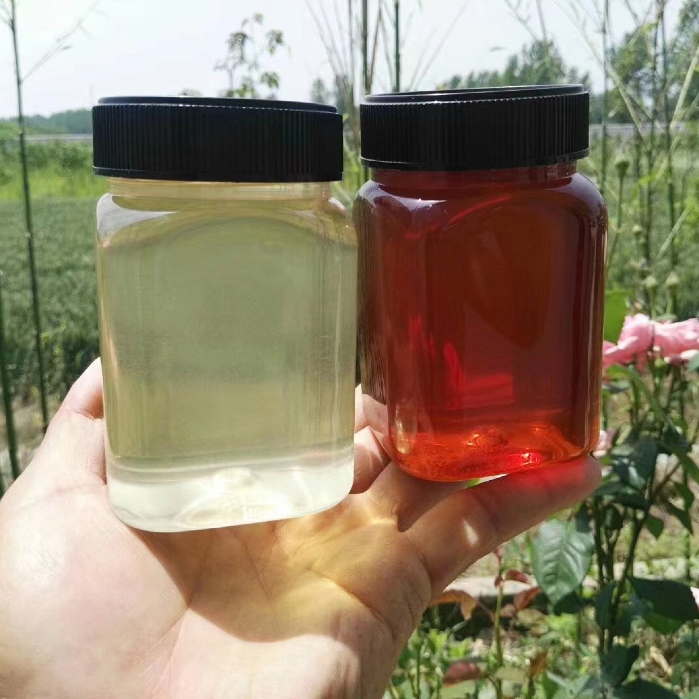 望荷楼蜂蜜蜂农自销百花蜜枣花蜜洋槐蜜油菜粉茶花粉荷花粉蜂王浆
