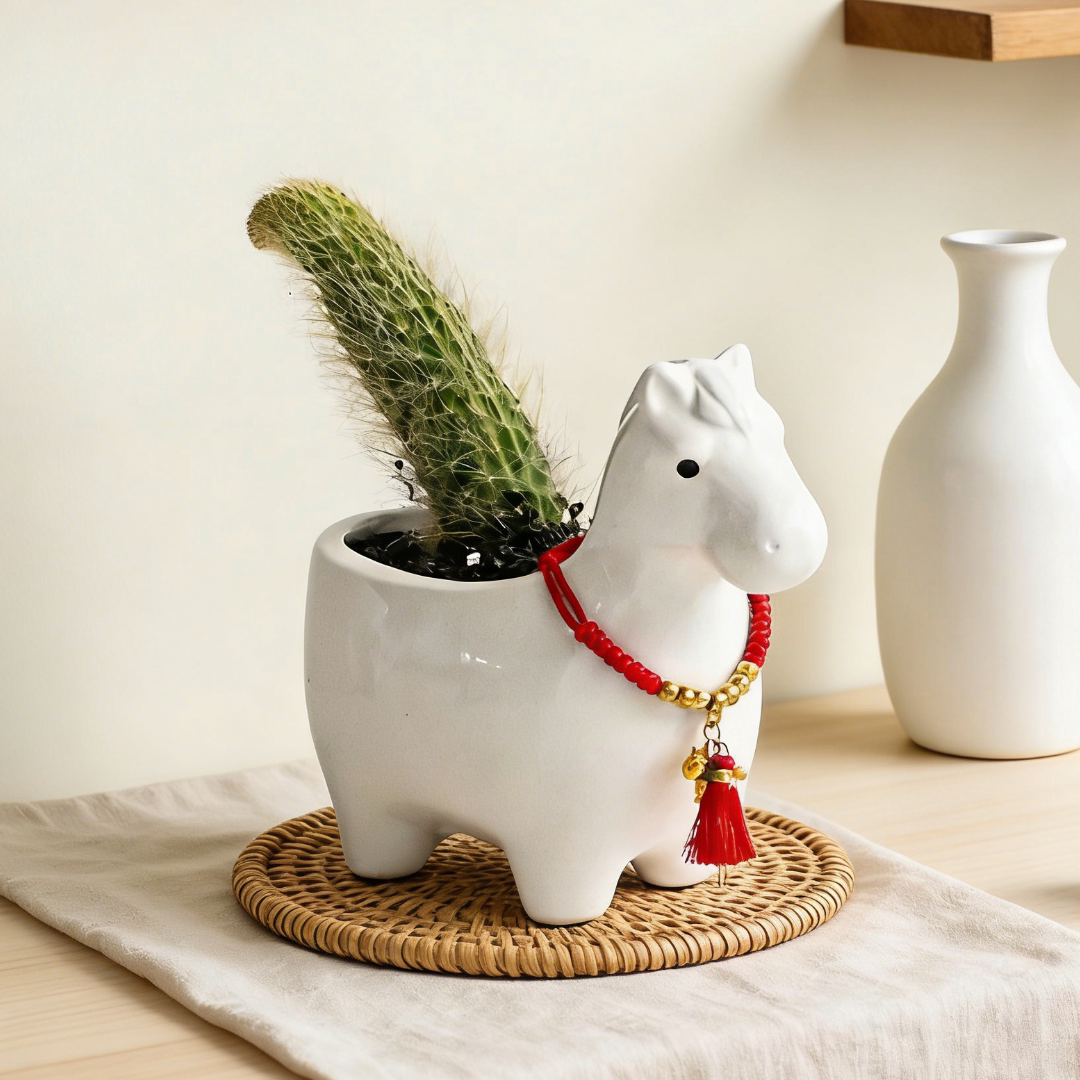 仙人掌仙人球多肉植物猴尾办公室内桌面绿植盆栽马年创意生日礼物