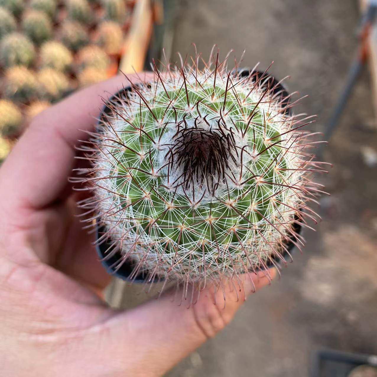 绯秀玉仙人球实生室内盆栽稀有品种花卉桌面创意盆景多肉植物开花