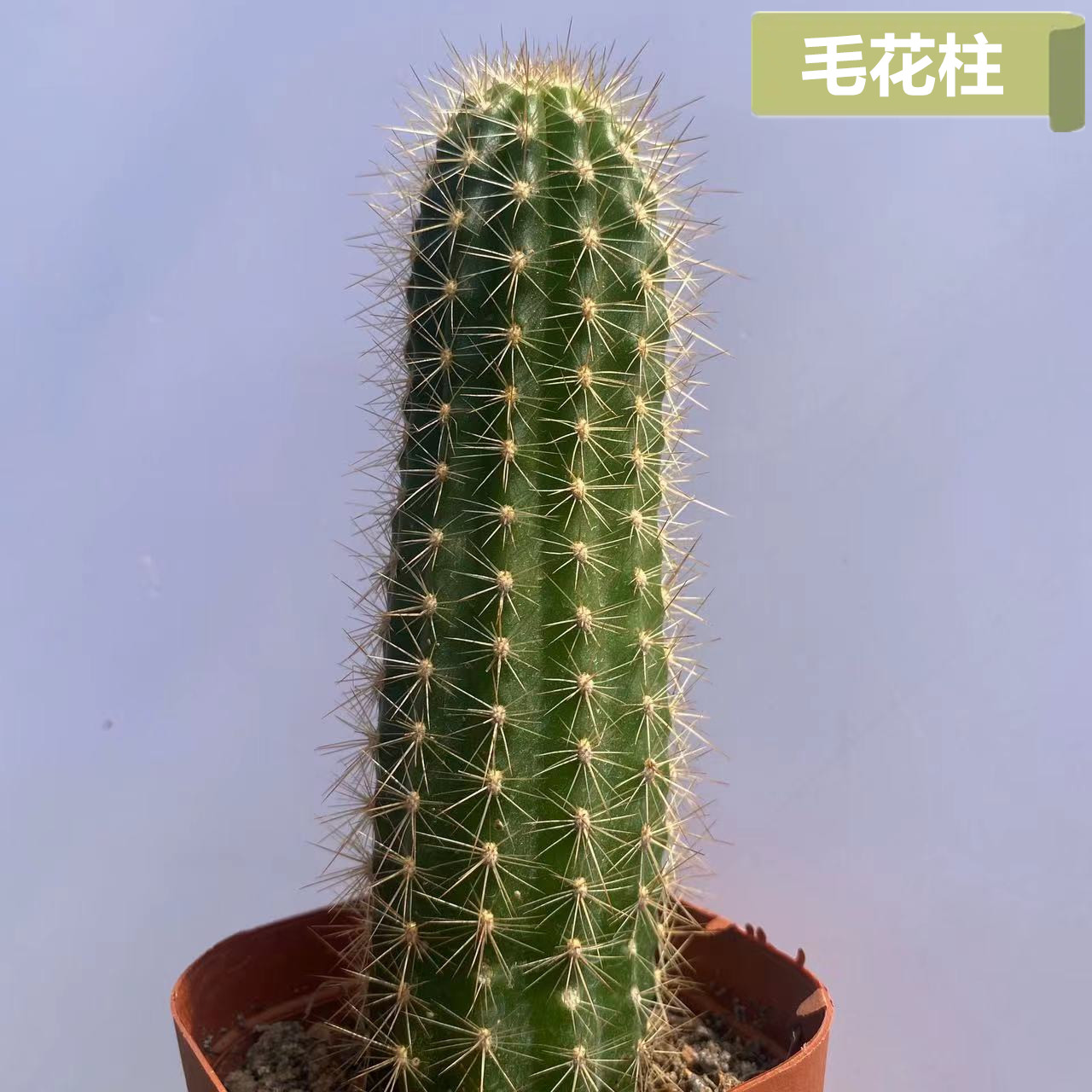 毛花柱仙人柱开花大花彩草类仙人掌多肉植物盆栽仙人球稀有品种