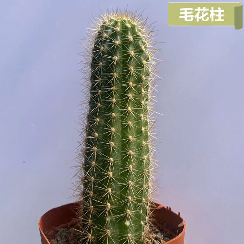 毛花柱开大花仙人柱彩草