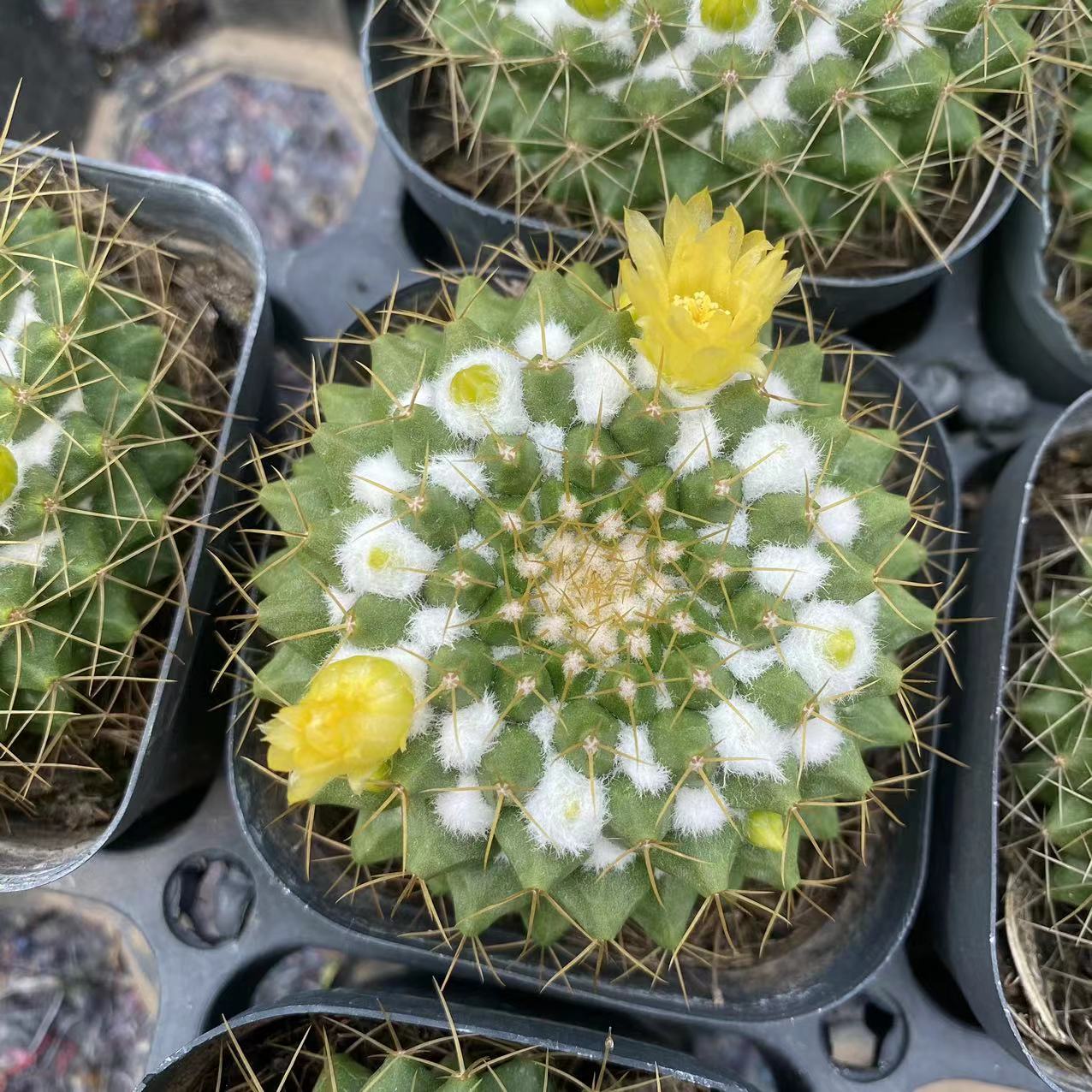 金洋丸实生开花仙人球精品