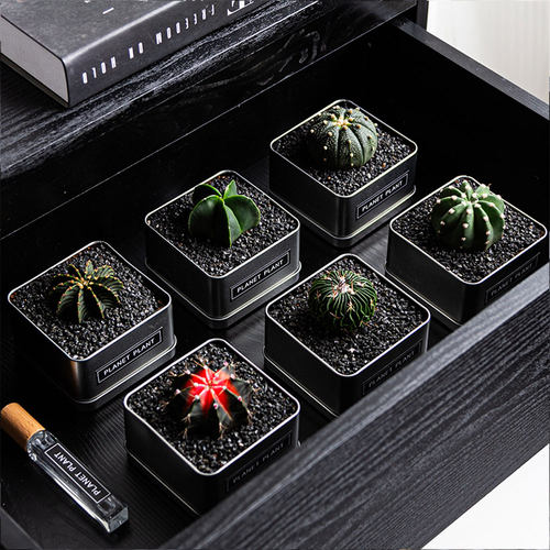 仙人球盆栽新手套餐开花