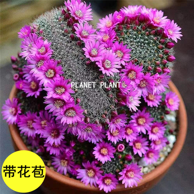 玉翁仙人球带花苞桌面多肉植物