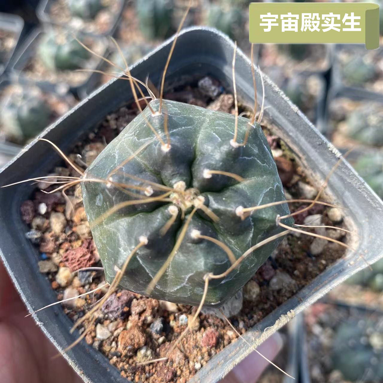 宇宙殿实生仙人球鹿角柱属开花仙人掌多肉植物盆栽稀有品种实拍