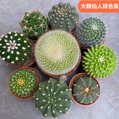 大颗仙人球合集开花仙人掌