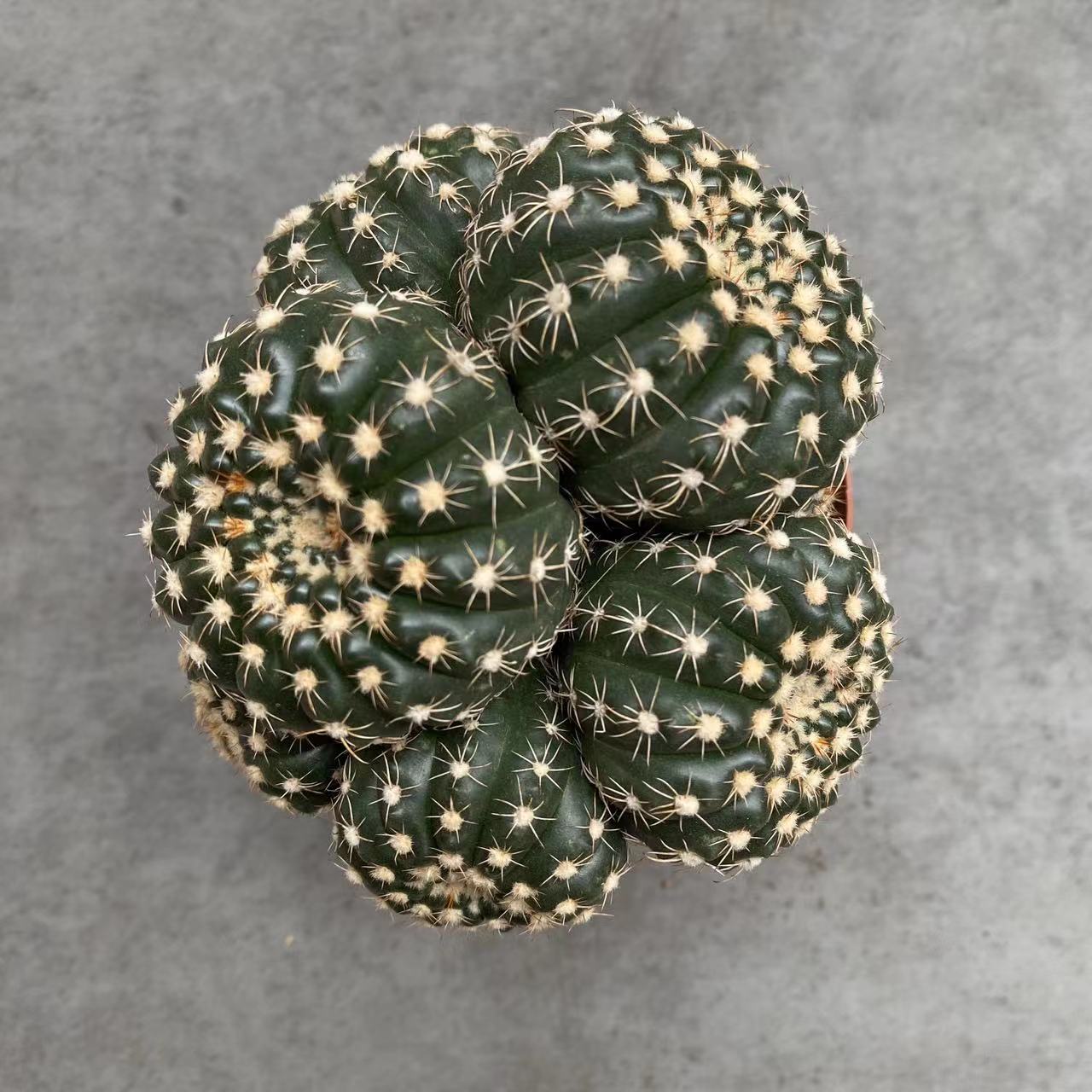 眩美玉群生仙人球多头开花仙人掌多肉植物稀有品种现货实拍精品