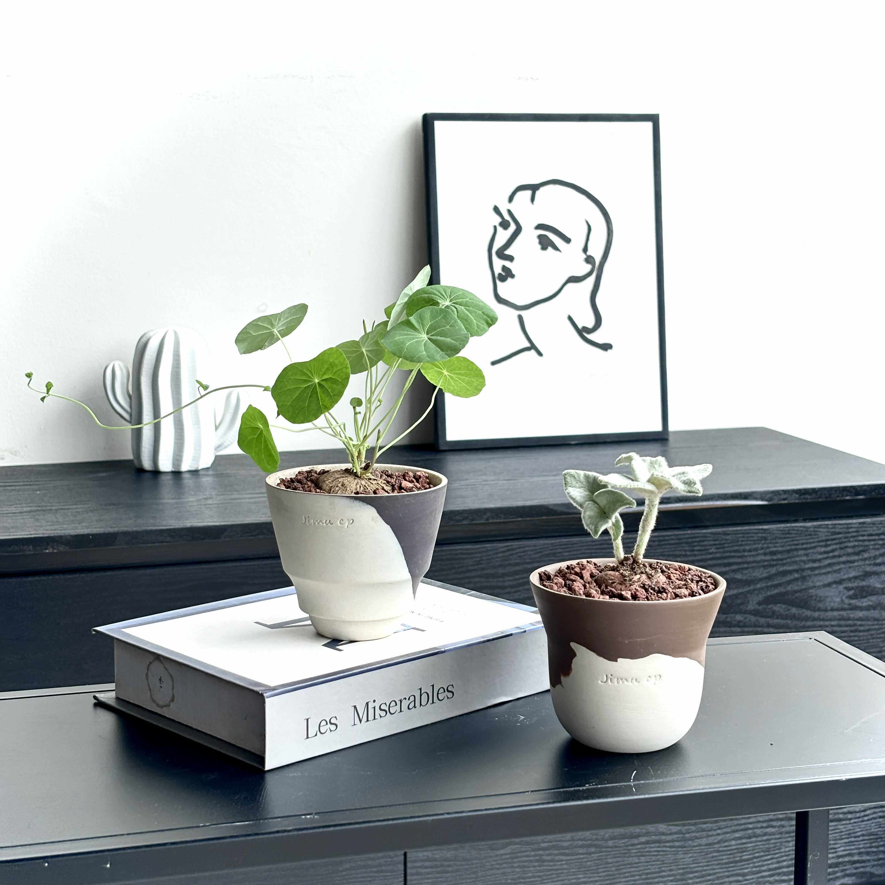 潮流块根植物多肉创意治愈桌面迷你盆栽办公室绿植物山乌龟易养活