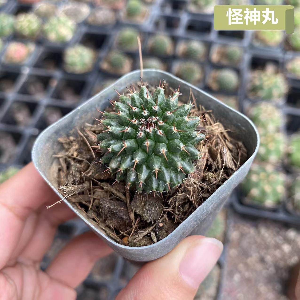 怪神丸仙人球实生乳突球属开花仙人掌mammillaria sempervivi